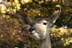 greater kudu