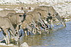 drinking greater kudus