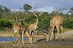 greater kudus