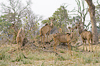 greater kudus