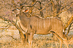 greater kudu