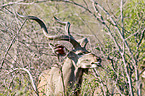 greater kudu
