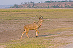 greater kudu