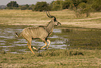 greater kudu