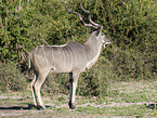 greater kudu