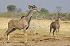 greater kudus