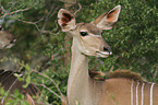 greater kudu