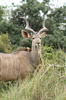 greater kudu