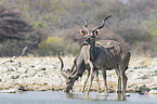 greater kudus