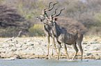 greater kudus