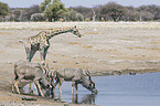 greater kudus