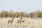 greater kudus