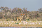 greater kudus