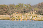 greater kudus