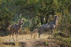 greater kudus