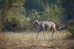 greater kudu