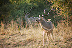greater kudus