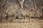 greater kudu
