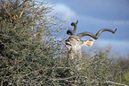 Zambezi Greater Kudu portrait