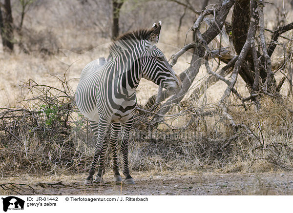 Grevyzebra / grevy's zebra / JR-01442
