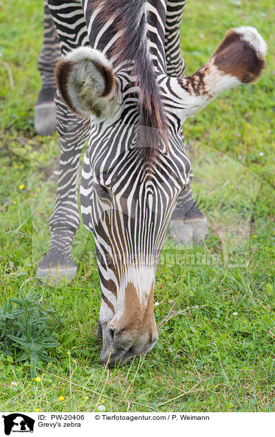 Grevyzebra / Grevy's zebra / PW-20406