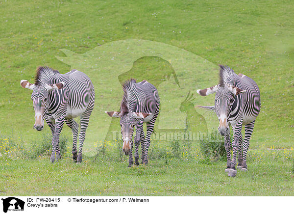 Grevyzebra / Grevy's zebra / PW-20415