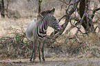 grevy's zebra