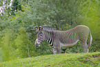 Grevy's zebra