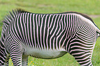 Grevy's zebra