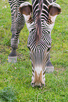 Grevy's zebra