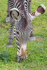 Grevy's zebra
