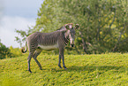 Grevy's zebra