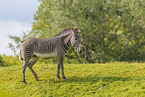 Grevy's zebra