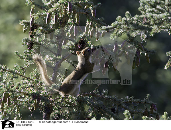 grey squirrel / HB-01548
