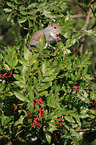 grey squirrel