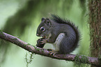 grey squirrel