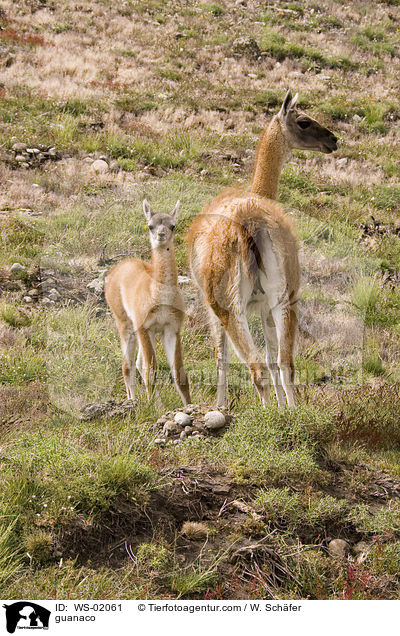 guanaco / WS-02061