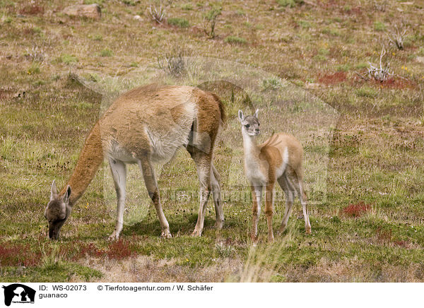Guanako / guanaco / WS-02073