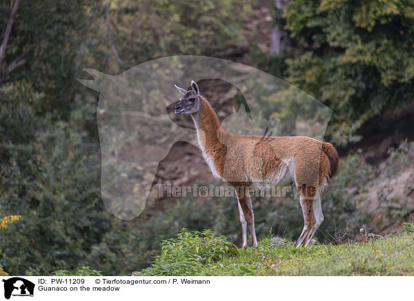 Guanako auf der Wiese / Guanaco on the meadow / PW-11209