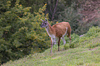 Guanaco on the meadow