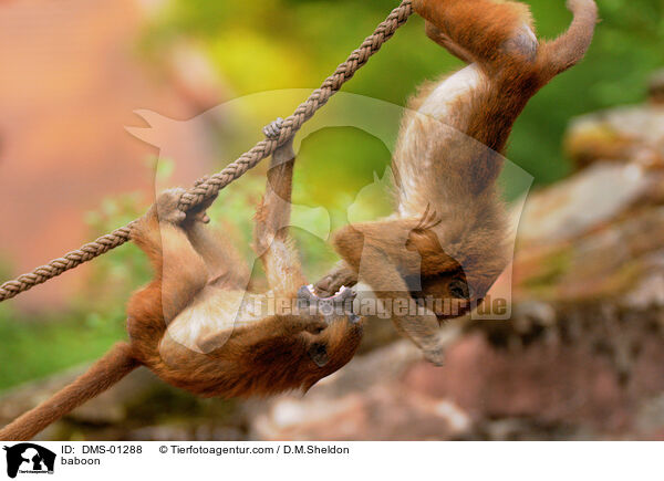 baboon / DMS-01288