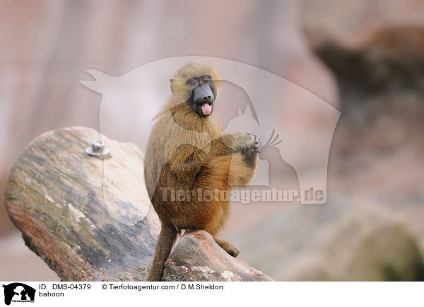 baboon / DMS-04379