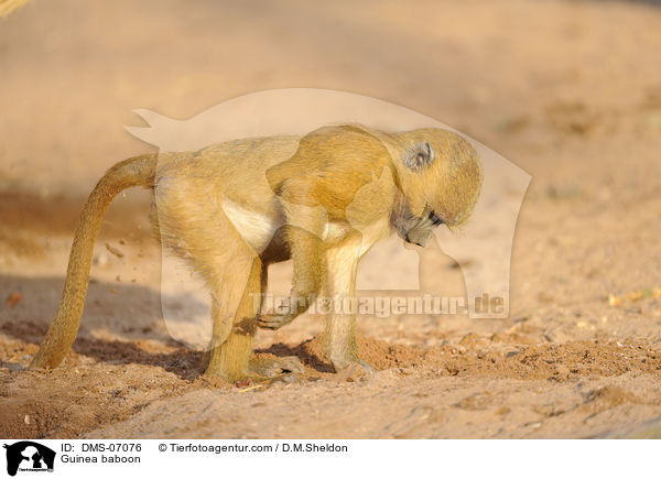 Guinea-Pavian / Guinea baboon / DMS-07076