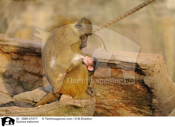 Guinea-Paviane / Guinea baboons / DMS-07077