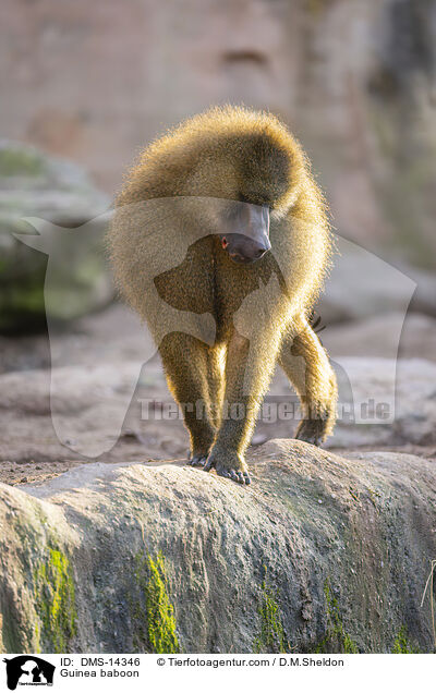 Guinea-Pavian / Guinea baboon / DMS-14346