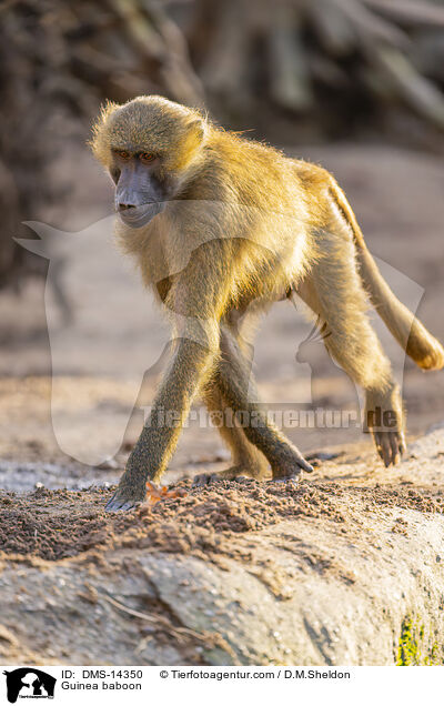 Guinea-Pavian / Guinea baboon / DMS-14350