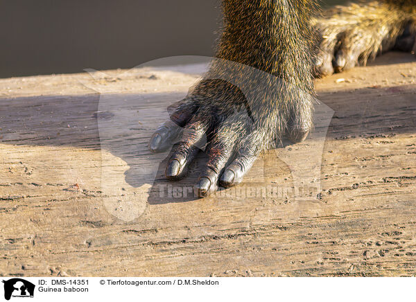 Guinea-Pavian / Guinea baboon / DMS-14351