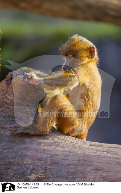 Guinea-Pavian / Guinea baboon / DMS-14355