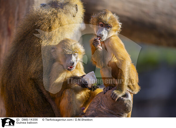 Guinea-Pavian / Guinea baboon / DMS-14356