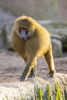 Guinea baboon